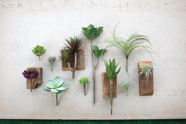 Botanica