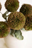 Set of 6 Botanica #3620 – image 3