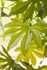 Artificial 4' Japanese Aralia in Plastic Pot – image 2