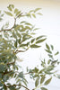 Set of 6 Botanica #3436 – image 5
