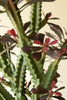 Artificial 35" Column Cactus in Plastic Pot – image 2