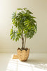 Artificial 4' Japanese Aralia in Plastic Pot – image 5