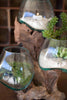 THREE BLOWN GLASS BOWLS ON A DRIFTWOOD BASE — Kalalou DWA1007