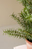 Set of 4 Artificial Rosemary Plant in a Faux Terracotta Pot – image 2