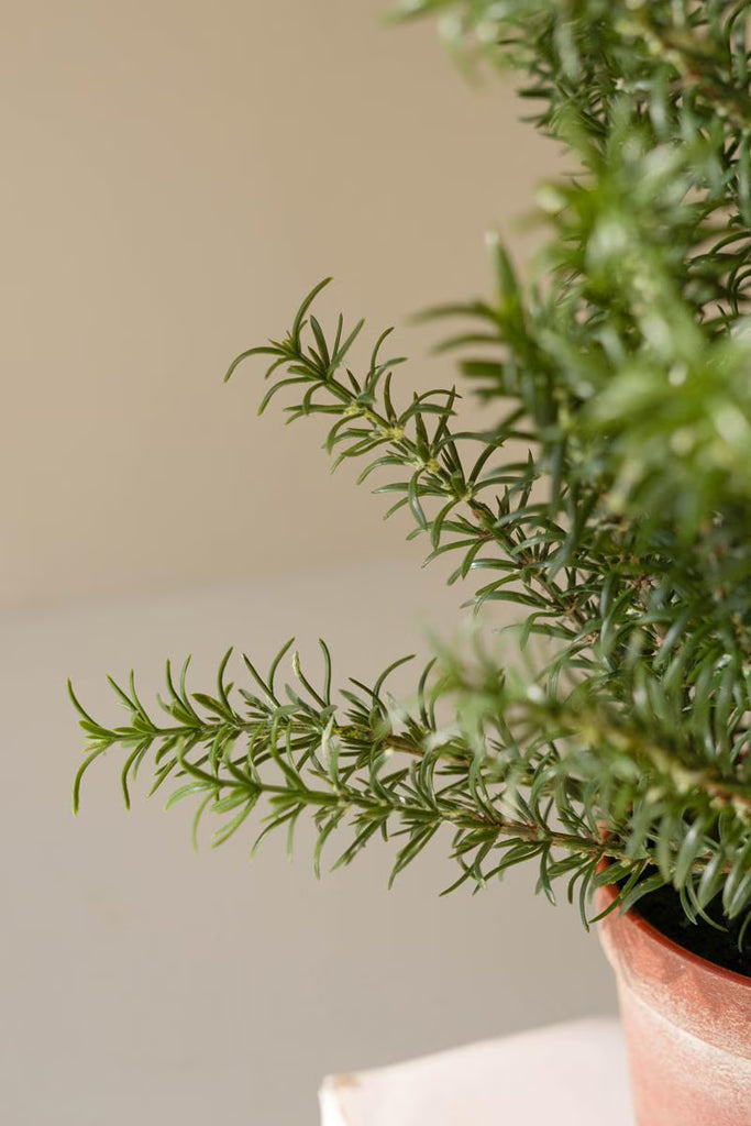 Set of 4 Artificial Rosemary Plant in a Faux Terracotta Pot – image 2