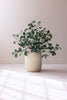 Set of 6 Botanica #3508 – image 1