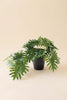 Set of 6 Artificial Mini Philodendron in a Black Plastic Pot – image 3