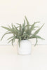 Set of 6 Botanica #9076 – image 2