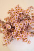 Set of 6 Chamomile Bundle (6 Stems) - Blush – image 3