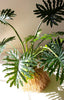 Artificial Philodendron in a Black Plastic Pot