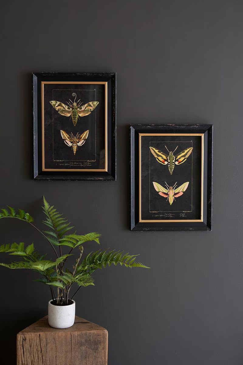 SET OF TWO FRAMED MOTH PRINTS UNDER GLASS — Kalalou CHH1518