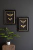 SET OF TWO FRAMED MOTH PRINTS UNDER GLASS — Kalalou CHH1518
