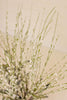 Set of 6 Botanica #3366 – image 3