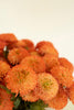 BUNDLE OF SEVEN  ARTIFICIAL ZINNIAS - ORANGE — Kalalou CHAL1003