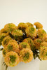 BUNDLE OF SEVEN  ARTIFICIAL ZINNIAS - YELLOW — Kalalou CHAL1004