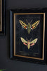 SET OF TWO FRAMED MOTH PRINTS UNDER GLASS — Kalalou CHH1518