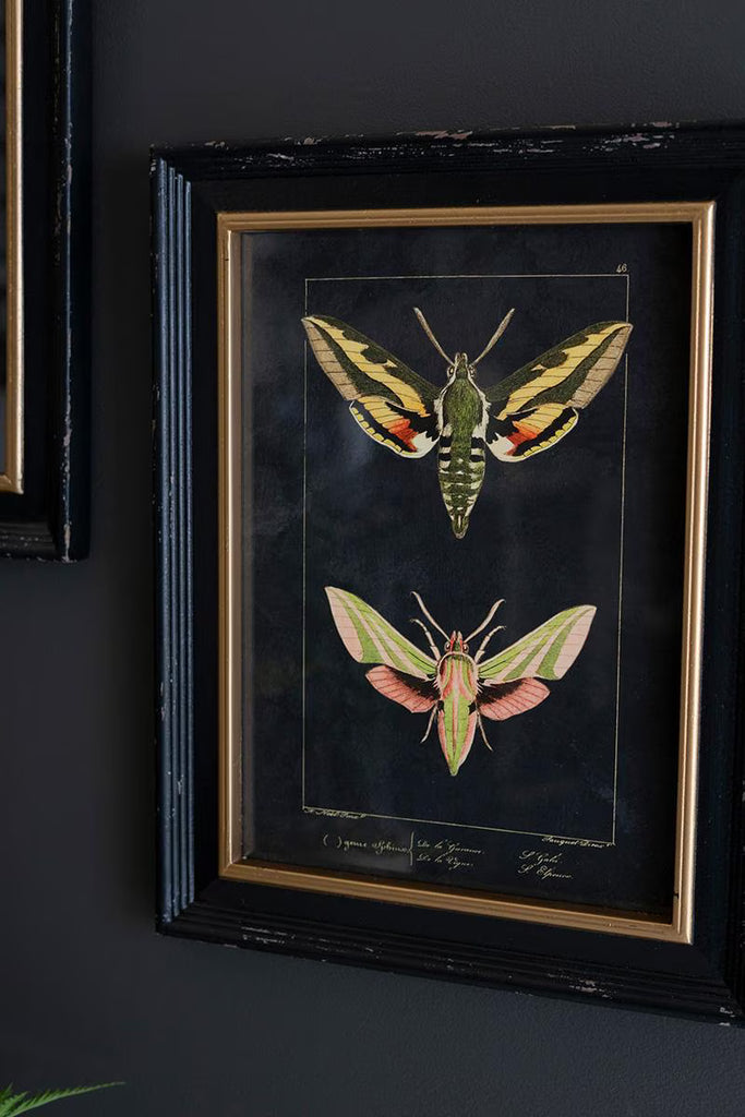 SET OF TWO FRAMED MOTH PRINTS UNDER GLASS — Kalalou CHH1518
