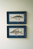 Set of 2 Navy Framed Fish Prints Under Glass – image 1