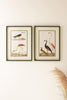 SET OF TWO BIRDS PRINTS UNDER GLASS — Kalalou CHH1534