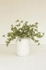 Set of 6 Botanica #9035 – image 2