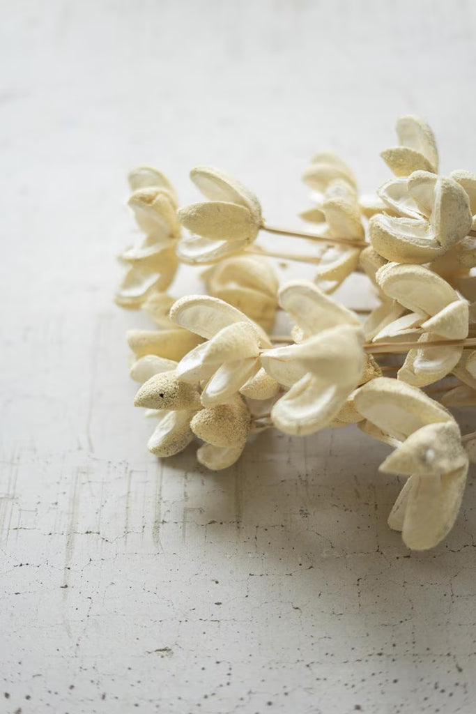 Bundle Of 24 Bleached Bullet Flowers On Stems - Set Of 6 — Kalalou NGLB1017