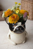 Ceramic French Bulldog Planter - image 4