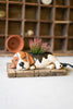 CERAMIC BEAGLE PLANTER (MIN 2) — Kalalou CDV2140K