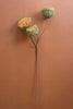 Set of 6 Botanica #3700 – image 1