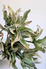 Set of 6 Botanica #2654 – image 3