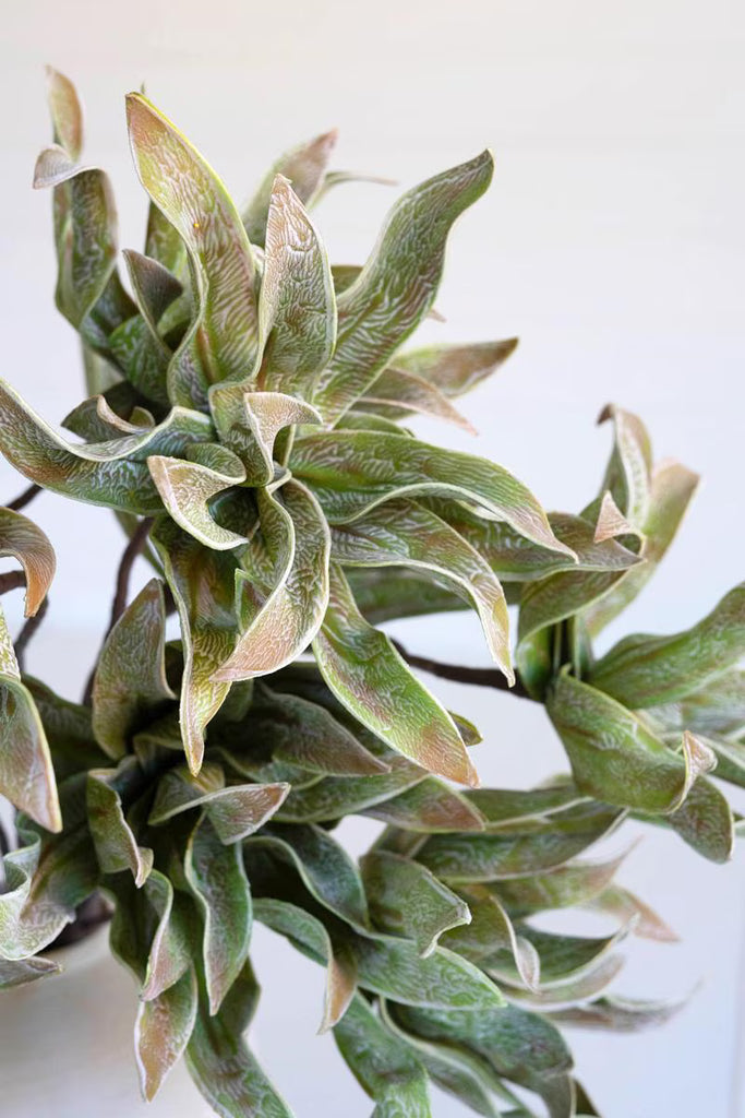 Set of 6 Botanica #2654 – image 3