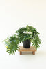 Set of 6 Artificial Mini Philodendron in a Black Plastic Pot – image 1
