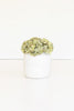 Set of 6 Botanica #2906 – image 2