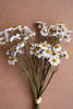 Set of 6 Chamomile Bundle (6 Stems) - White – image 2