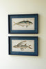 Set of 2 Navy Framed Fish Prints Under Glass – image 3