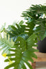 Set of 6 Artificial Mini Philodendron in a Black Plastic Pot – image 5