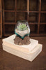 BLOWN GLASS BOWL ON DRIFTWOOD BASE - SMALL (MIN 2) — Kalalou DWA1004K