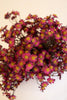 Set of 6 Chamomile Bundle (6 Stems) - Burgandy – image 3