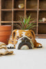 CERAMIC BULLDOG PLANTER (MIN 2) — Kalalou CDV2139K