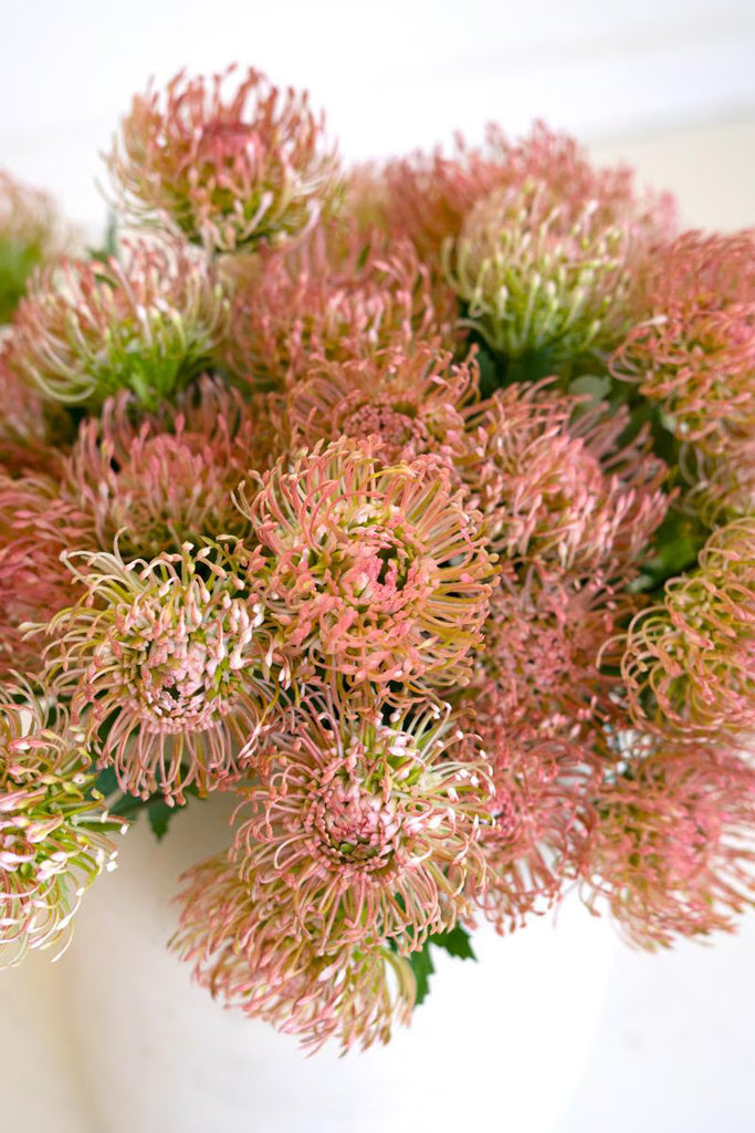 Set of 6 Artificial Pin Cushion Protea - Antique Blush – image 4