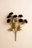 Bundle of 7 Black Ball Dahlias (6 Bundles)