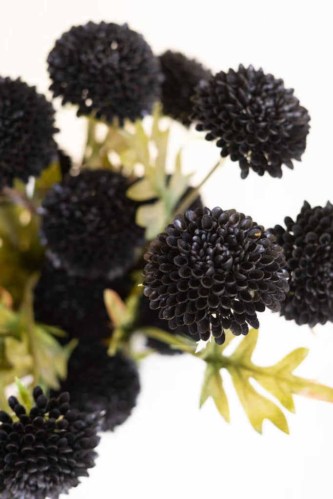 Bundle of 7 Black Ball Dahlias (6 Bundles)