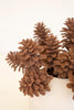 Botanica #9069 (Set of 6)