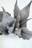 Botanica #2762 (Set of 6)