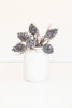 Botanica #2893 (Set of 6)