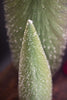 Set of 3 Bottle Brush Christmas Trees