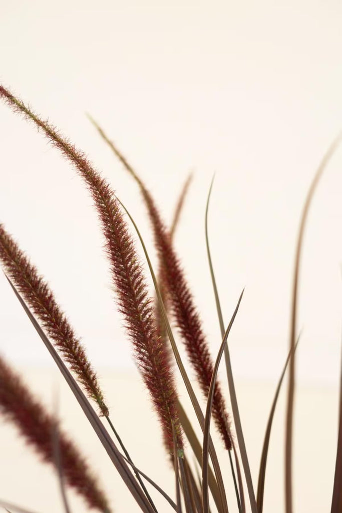 Artificial Reed Spray with Burgundy Plumes (Set of 6)