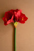 Artificial Amaryllis Stem (Set of 6)