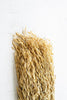 Bundle of Natural Sea Oats (Set of 24)