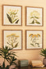 Set Of Four Framed Flower Prints Under Glass #1 - Hearts Attic 