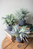 Set of 3 Fern Succulents with Round Grey Pots - Hearts Attic 
